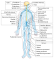 Diagram of the human nervous system including central and peripheral components