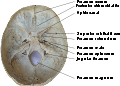 Foramen cecum (frontal bone)