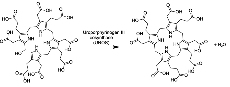File:Uroporphyrinogen-III-synthesis-from-pre-uroporphyrinogen.png