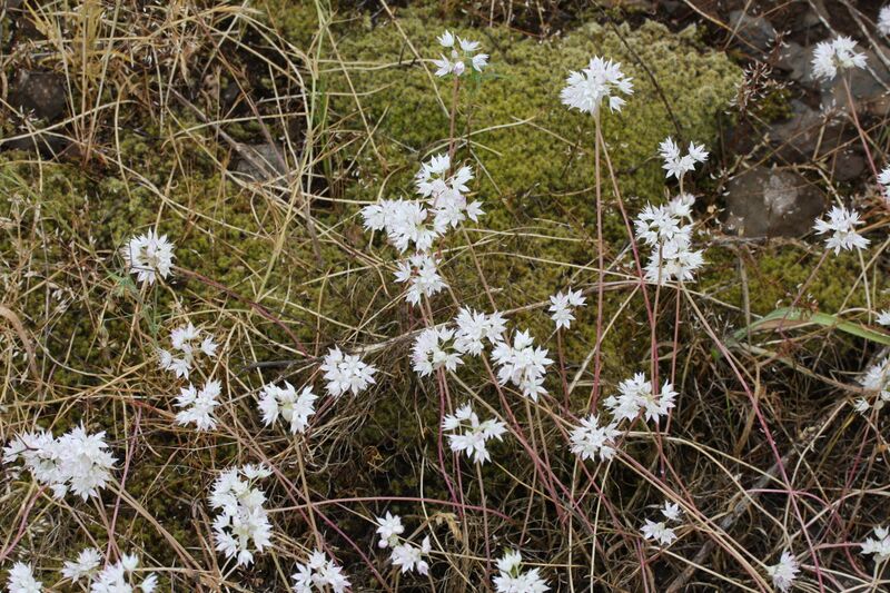 File:Allium amplectens 0061.JPG