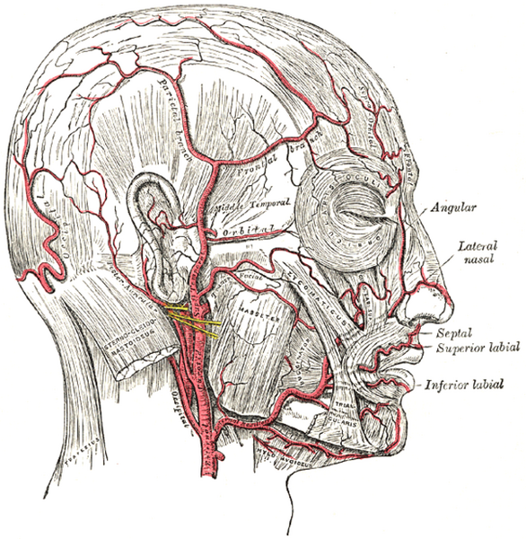 File:Gray's Anatomy plate 508.png