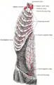 Vasculature entering at top. (Note: internal mammary is now known as internal thoracic artery.)