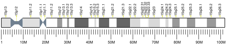 File:Human chromosome 15 ideogram.svg