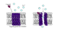 Ligand-gated ion channel