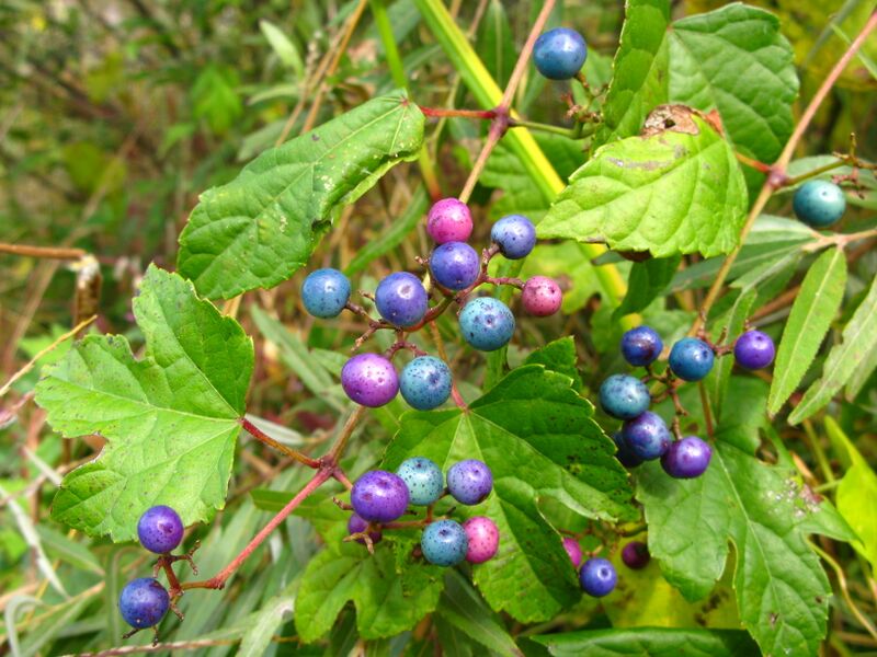 File:Ampelopsis glandulosa var. heterophylla 0810.jpg