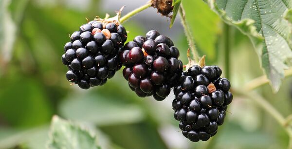 File:Blackberries.jpg