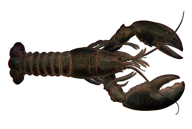 File:Lobster NSRW rotated2.jpg