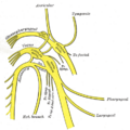 Inferior ganglion of glossopharyngeal nerve