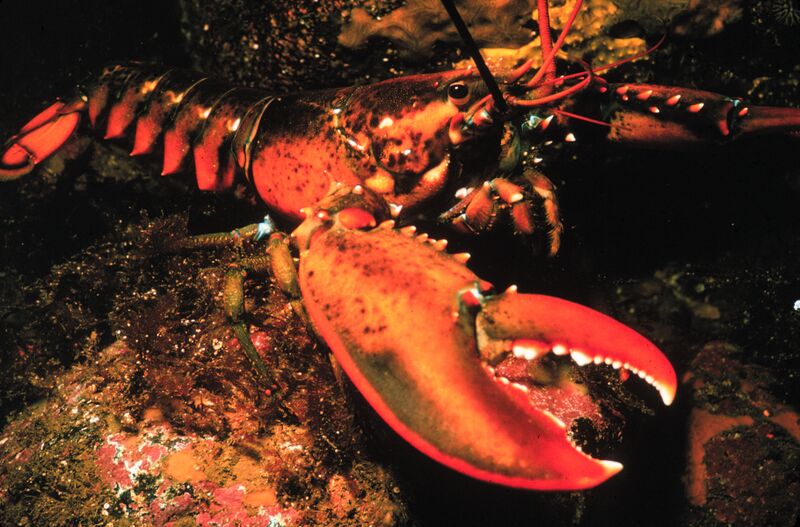 File:Lobster.jpg