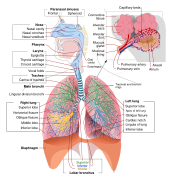 Respiratory system