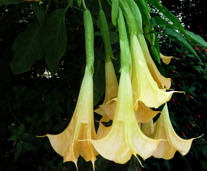 File:Angel Trumpets -- Brugmansia suaveolens.jpg
