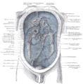 The peritoneum and its reflections