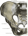Pelvic outlet bones