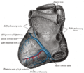 Coronary sinus, detailed anatomy