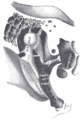 Malleus