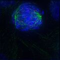 Thumbnail for version as of 22:37, 8 June 2026