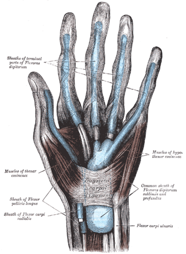 File:Gray1233.png