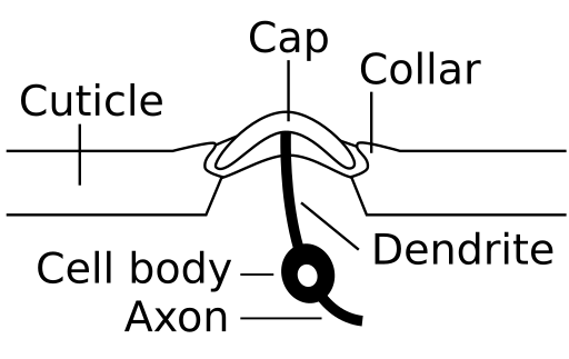 File:Anatomy of campaniform sensillum.svg