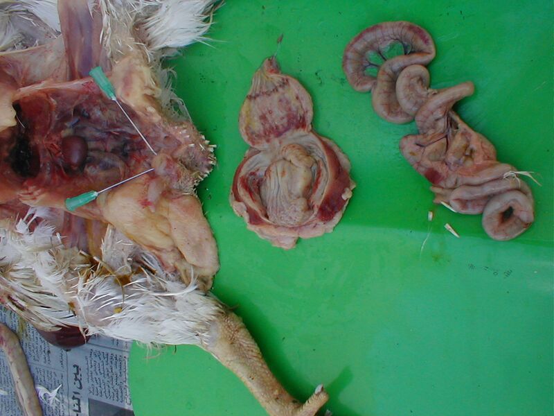 File:Boursite sonk estoumak.JPG