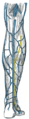 Veins of the lower extremity