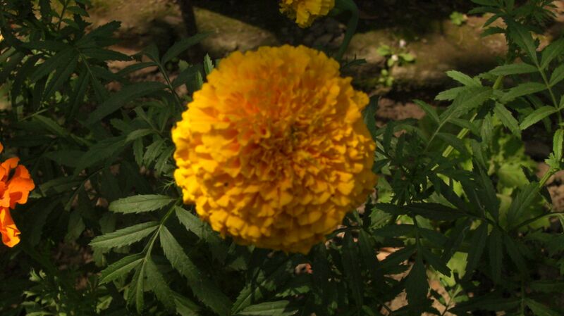 File:Marigold.jpg