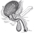 Anatomy of the male reproductive system