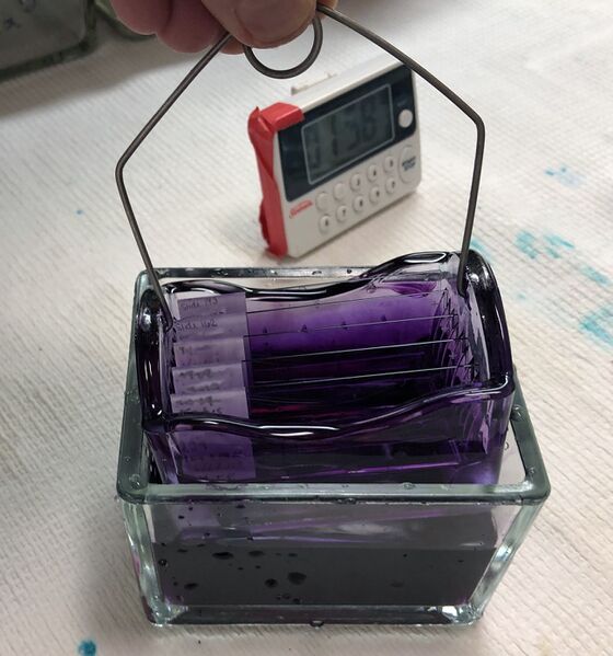 File:Slide rack in haematoxylin.jpg