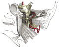 Otic ganglion, mandibular nerve, and branches
