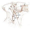 Superficial parotid lymph nodes