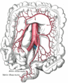 Marginal artery of the colon