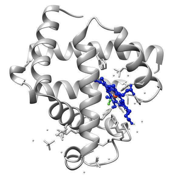 File:1a6m Oxy-Myoglobin.jpg