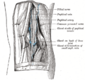 Popliteal vein and surrounding structures