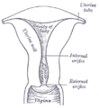 Thumbnail for version as of 17:28, 18 May 2026