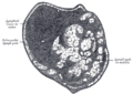Thumbnail for version as of 17:28, 18 May 2026