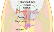 Female reproductive system