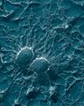 Staphylococcus aureus, 50,000x, USDA, ARS, EMU