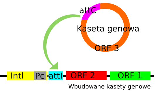 File:Integron.svg