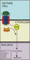 Paracrine_signaling