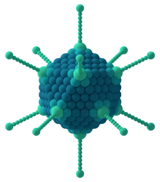 File:Adenovirus 3D schematic.png