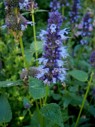 File:Agastache foeniculum02.jpg