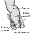 Diagram of the anorectum