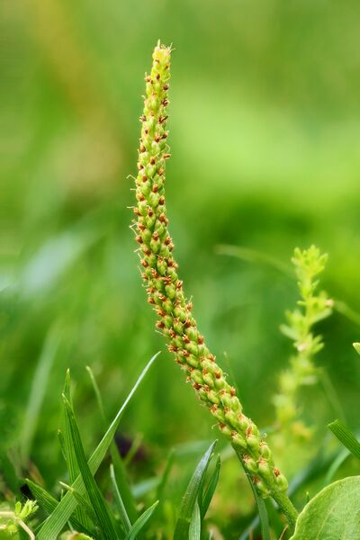 File:Broadleaf Plantain Spike.jpg