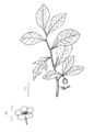 Thumbnail for version as of 13:37, 8 June 2026