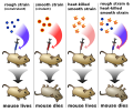 Thumbnail for version as of 01:21, 2 June 2026