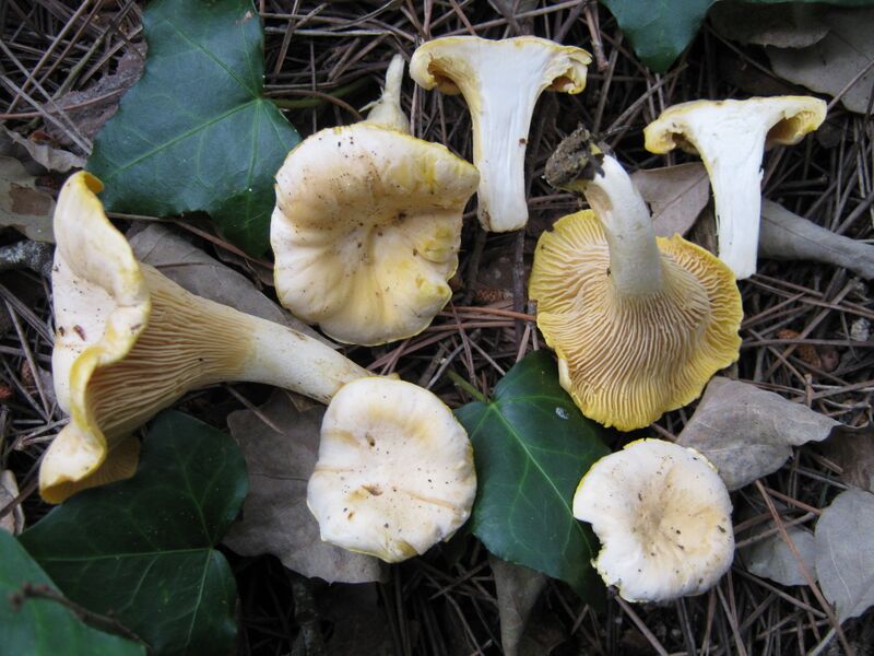 File:2010-06-18 Cantharellus pallens 92488.jpg
