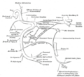 Temporal branches of the facial nerve