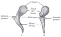 Malleus