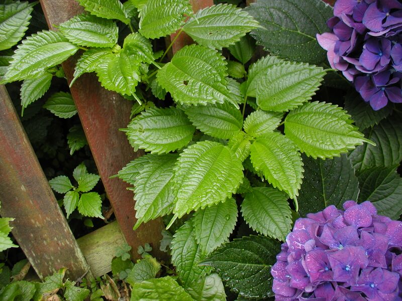 File:Pilea pumila2.JPG