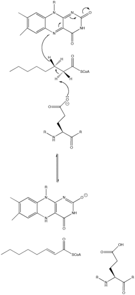 File:AcylCoAdehydrogenase.png