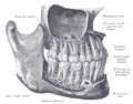 Diagram of the mandibular canal